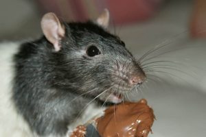 Chocolate Eating Rat Pest Control