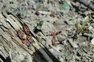 Fire Bug Beetle Insect Nature Pest Control