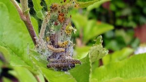 Spring Outdoor Pests To Control