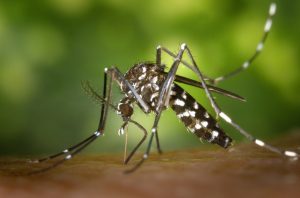 mosquito pest control in Sydney