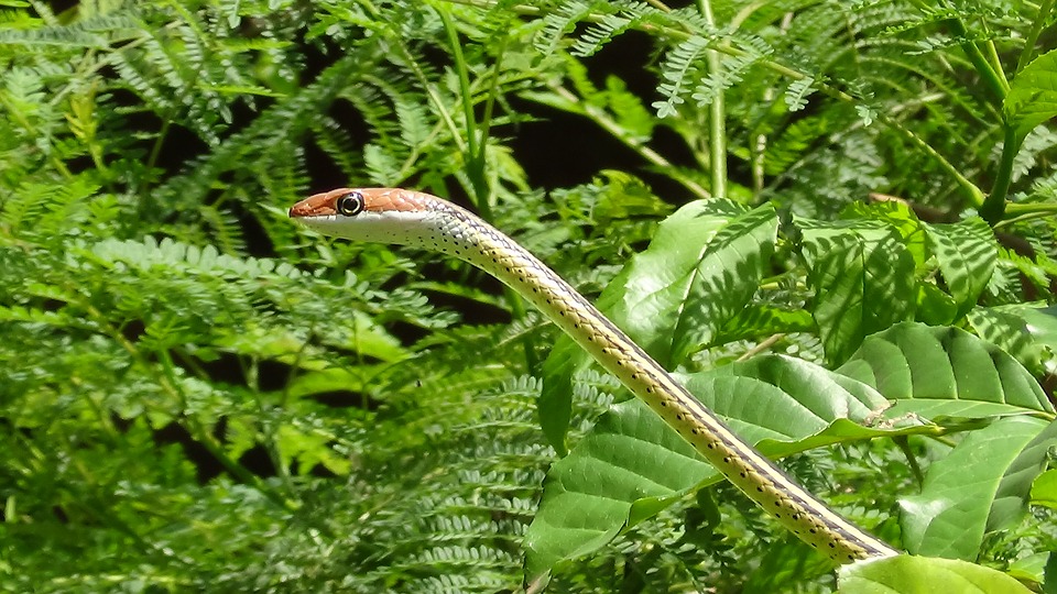 Summer Pests Snake Plague in Australia and How to Manage it? Trusted